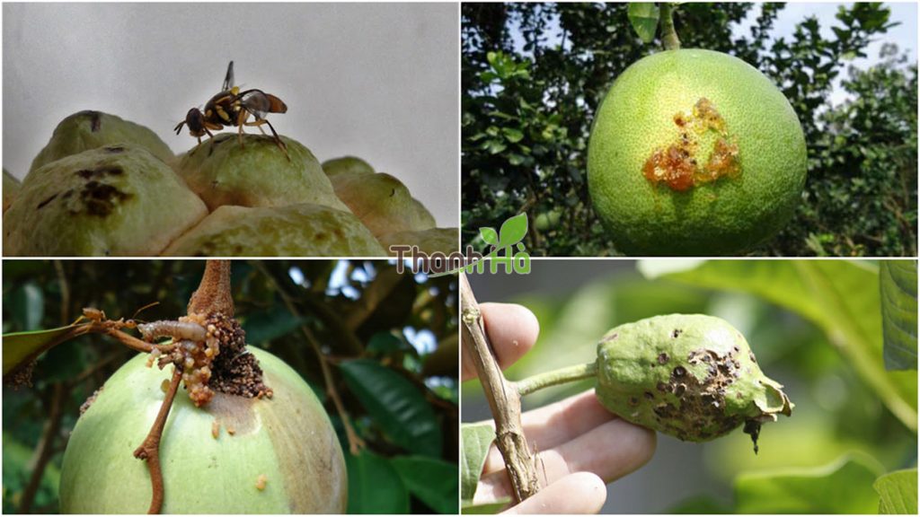 (Trái cây bị côn trùng châm chích)