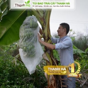 Bán túi bọc trái cây bao buồng chuối kích cỡ 60x100cm hiệu Thanh Hà