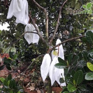 Bao bọc mít thái siêu bền thương hiệu Thanh Hà cỡ 50x70cm