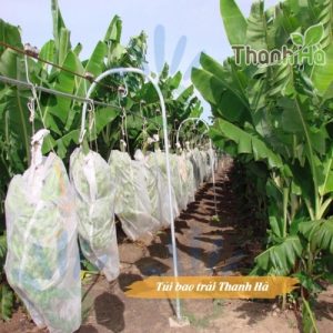 Bao bọc trái cây bảo vệ buồng chuối kích thước 60x100cm hiệu Thanh Hà