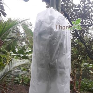Bọc trái cây bao buồng chuối kích cỡ 60x100cm thương hiệu Thanh Hà