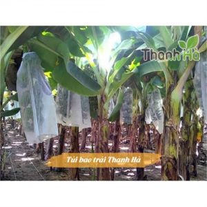 Cách bao buồng chuối bằng túi bọc quả Thanh Hà đúng kỹ thuật