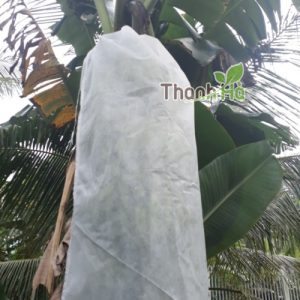 Giá túi bao buồng chuối Thanh Hà kích thước 60x100cm