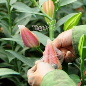 Lưới đựng quả màu xanh 35cm - 1kg Lưới đựng quả màu xanh 35cm - 1kg