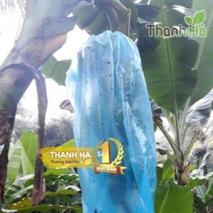 Túi bao buồng chuối nylon chất lượng cao kích thước 70x140cm hiệu Thanh Hà Túi bao buồng chuối nylon chất lượng cao kích thước 70x140cm hiệu Thanh Hà