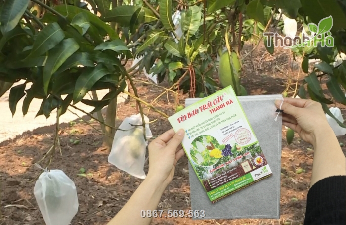 Túi bao vừa kín các loại xoài to nhỏ, không làm ảnh hưởng đến sự phát triển của trái Túi bao vừa kín các loại xoài to nhỏ, không làm ảnh hưởng đến sự phát triển của trái