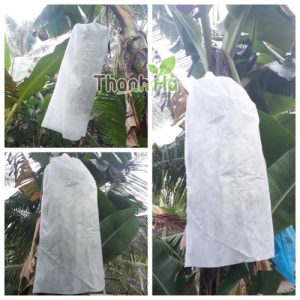 Túi bọc buồng chuối chất liệu vải không dệt thương hiệu Thanh Hà