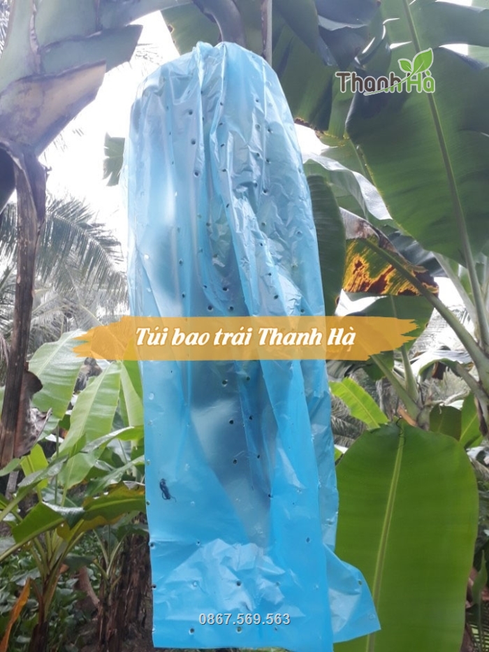 Thân túi của Thanh Hà có đục lỗ thông hơi, bao kín chuối nhưng không làm nóng bí trái Thân túi của Thanh Hà có đục lỗ thông hơi, bao kín chuối nhưng không làm nóng bí trái