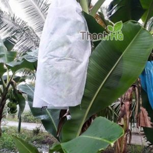 Túi bọc trái cây chống côn trùng Thanh Hà kích cỡ 60x100cm bao chuối 