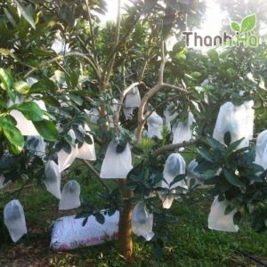 Túi bọc trái cây TPHCM giá tốt kích cỡ 25x30cm thương hiệu Thanh Hà