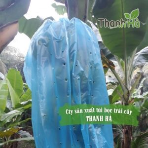 Túi bọc trái cây tránh côn trùng kích cỡ 70x140cm bao chuối hiệu Thanh Hà Túi bọc trái cây tránh côn trùng kích cỡ 70x140cm bao chuối hiệu Thanh Hà