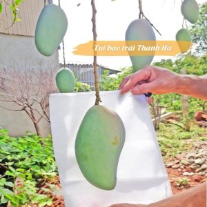 Túi bọc xoài đài loan kích thước 20x27 sử dụng dây rút thương hiệu Thanh Hà
