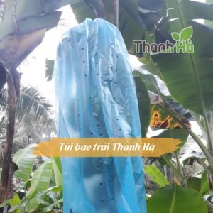 Túi chùm buồng chuối, bao trái cây Thanh Hà kích thước 70x140cm   Túi chùm buồng chuối, bao trái cây Thanh Hà kích thước 70x140cm